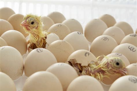 Hatching .